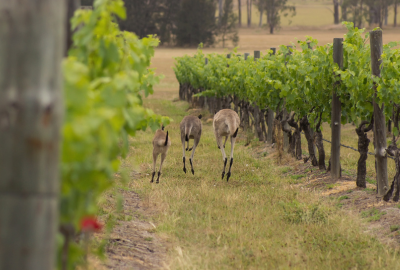 Kangaroos hopping through a vineyard